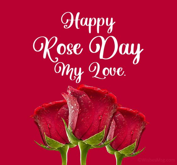 Happy Rose Day 2024 65+ Quotes, Images, Wishes to Share on Facebook